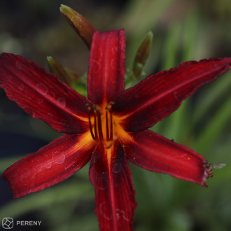 Hemerocallis ‘Crimson Pirate‘ - K9