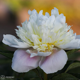 Paeonia lactiflora (D)‘Lady Alexandra Duff‘-K2l