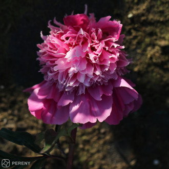 Paeonia lactiflora (D)‘Edulis Superba‘ - K2l
