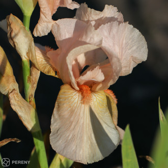 Iris barbata - elatior ‘Constant Wattez‘ - K11