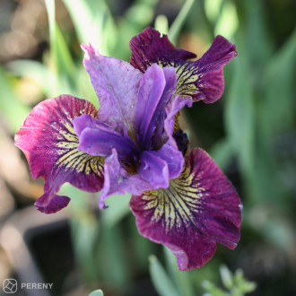 Iris sibirica ‘Miss Apple‘- K9