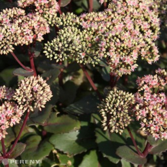 Sedum telephium ‘Matrona‘- K9