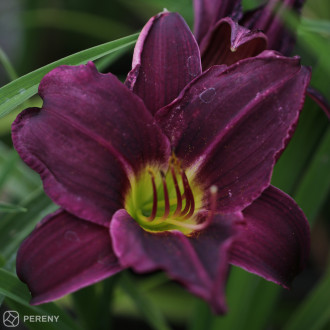 Hemerocallis ‘Grape Velvet‘ - K11