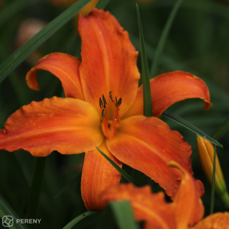 Hemerocallis ‘Primal Scream‘ - K11
