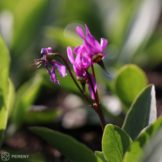 Dodecatheon ‘Red Wings‘- K9