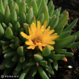 Delosperma basuticum ‘Gold Nugget‘ - K9
