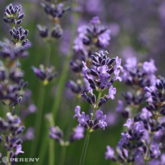 Lavandula angustifolia ‘Beate‘ - K9