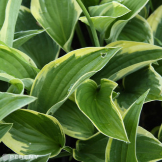 Hosta fortunei ‘Aureomarginata‘ - K9