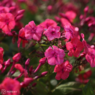 Phlox ‘Flame® Coral‘ - C13