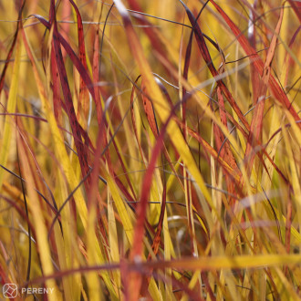 Panicum virgatum ‘Hänse Herms‘ - K9