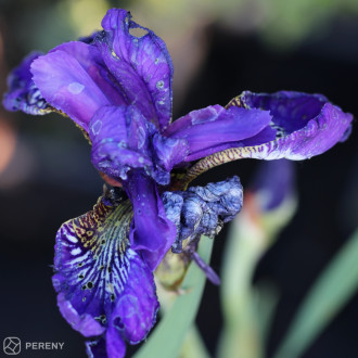 Iris sibirica ‘Ever Again‘- K9