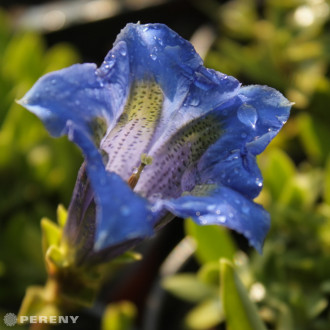 Gentiana acaulis (G. kochiana) - K9
