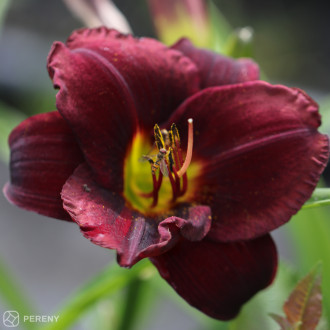 Hemerocallis ‘Sweet Hot Chocolate‘ - K11