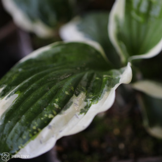 Hosta ‘Minuteman‘ - K9