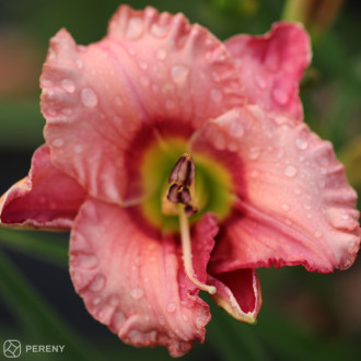 Hemerocallis ‘Elegant Candy‘ - K11