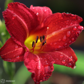 Hemerocallis ‘Red Rum‘ - K11