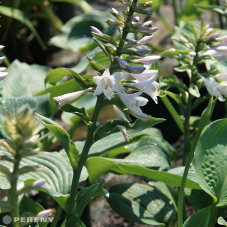 Hosta ‘Blue Angel‘ - K11