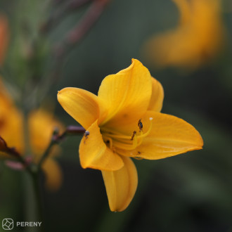 Hemerocallis ‘Golden Chimes‘ - K9