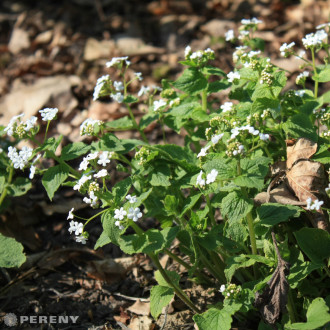 Brunnera macrophylla ‘Betty Bowring‘® - K11