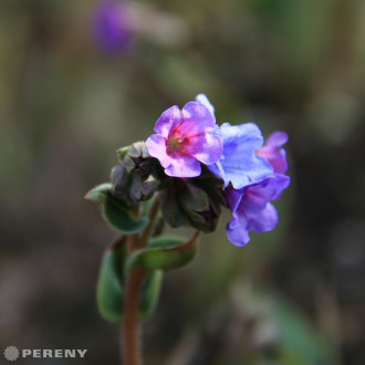 Pulmonaria angustifolia ‘Blue Ensign‘ - K9