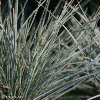 Festuca glauca  ‘Elijah Blue‘ (F. cinerea) - K9