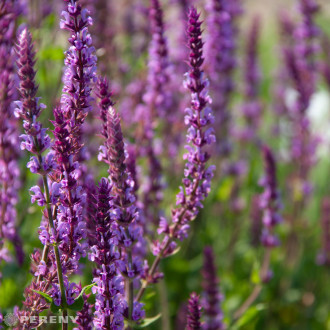 Salvia nemorosa (superba) ‘Amethyst‘ - K9