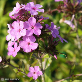 Phlox paniculata ‘Hesperis‘ - K9