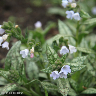 Pulmonaria saccharata ‘Opal‘ - K9