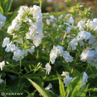 Phlox paniculata ‘David‘ - K9