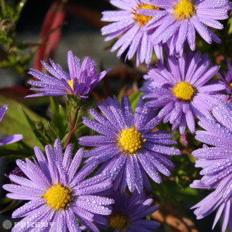 Aster dumosus ‘Prof.A.Kippenberg‘(Symphyotrichum) - K9