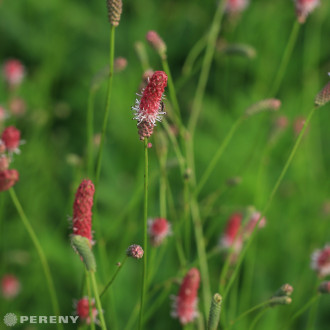 Sanguisorba officinalis ‘Pink Tanna‘ - K11