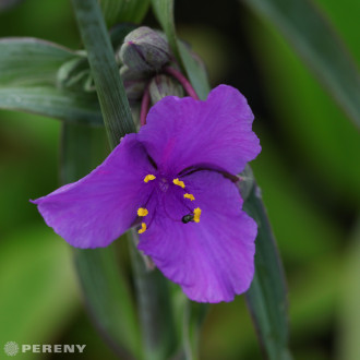 Tradescantia x andersoniana ‘Concord Grape‘-K11