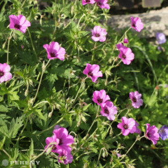 Geranium psilostemon ‘Patricia‘ - K9