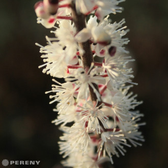 Actaea (Cimicifuga) simplex ‘James Compton‘ - K11