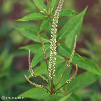 Veronicastrum virginicum ‘Diana‘ - K11