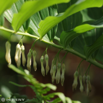 Polygonatum multiflorum - K9