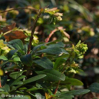 Euphorbia amygdaloides ‘Robbiae‘ - K9