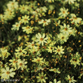 Coreopsis verticillata ‘Moonbeam‘ - K9