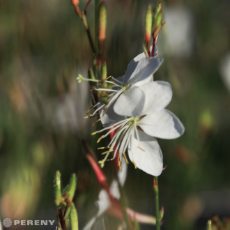 Gaura lindheimeri ‘Whirling Butterflies‘ (Oenothera) -K9