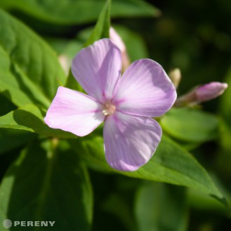 Phlox amplifolia ‘Kleiner Augenstern‘ - K9