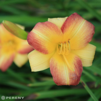 Hemerocallis ‘Eenie Alegro‘ - K9