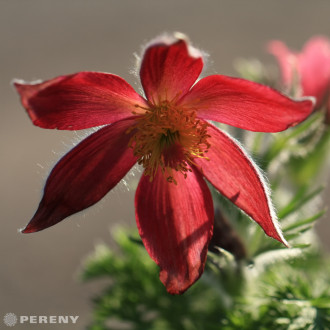 Pulsatilla vulgaris ‘Pinwheel.Dark Red‘ - C13