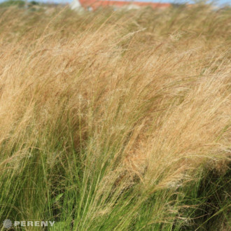 Stipa tenuissima ‘Pony Tail‘(Nassella) - K9