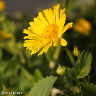 Doronicum orientale ‘Leonardo Compact‘ - C13