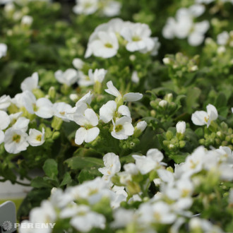 Arabis caucasica ‘Little Treasure White‘ - C13