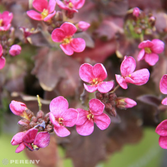 Arabis caucasica ‘Little Treasure Deep Rose‘ - C13