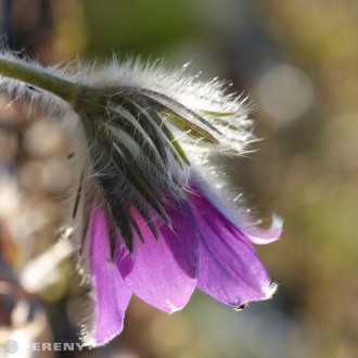 Pulsatilla vulgaris ‘Pinwheel Blue Violet‘ - C13
