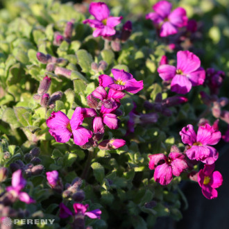 Aubrieta ‘Audrey Red -‘ C13