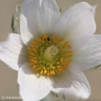 Pulsatilla vulgaris ‘Pinwheel White‘ - C13
