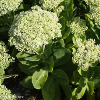 Sedum spectabile ‘Iceberg‘ - K9